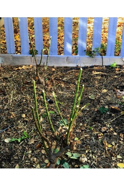 Кущ троянди після обрізки